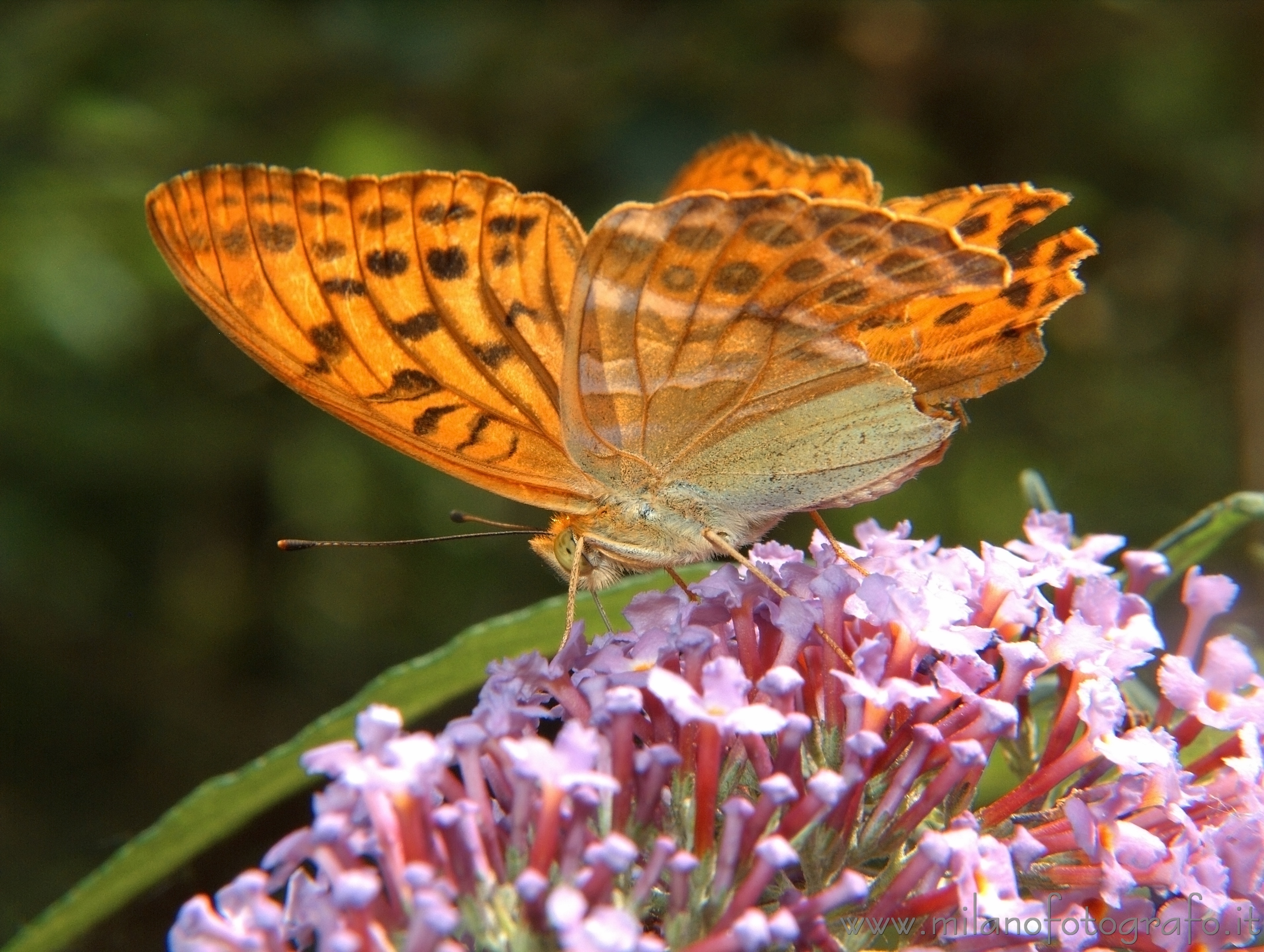 Cadrezzate (Varese) - Argynnis paphia su  Buddleja davidii